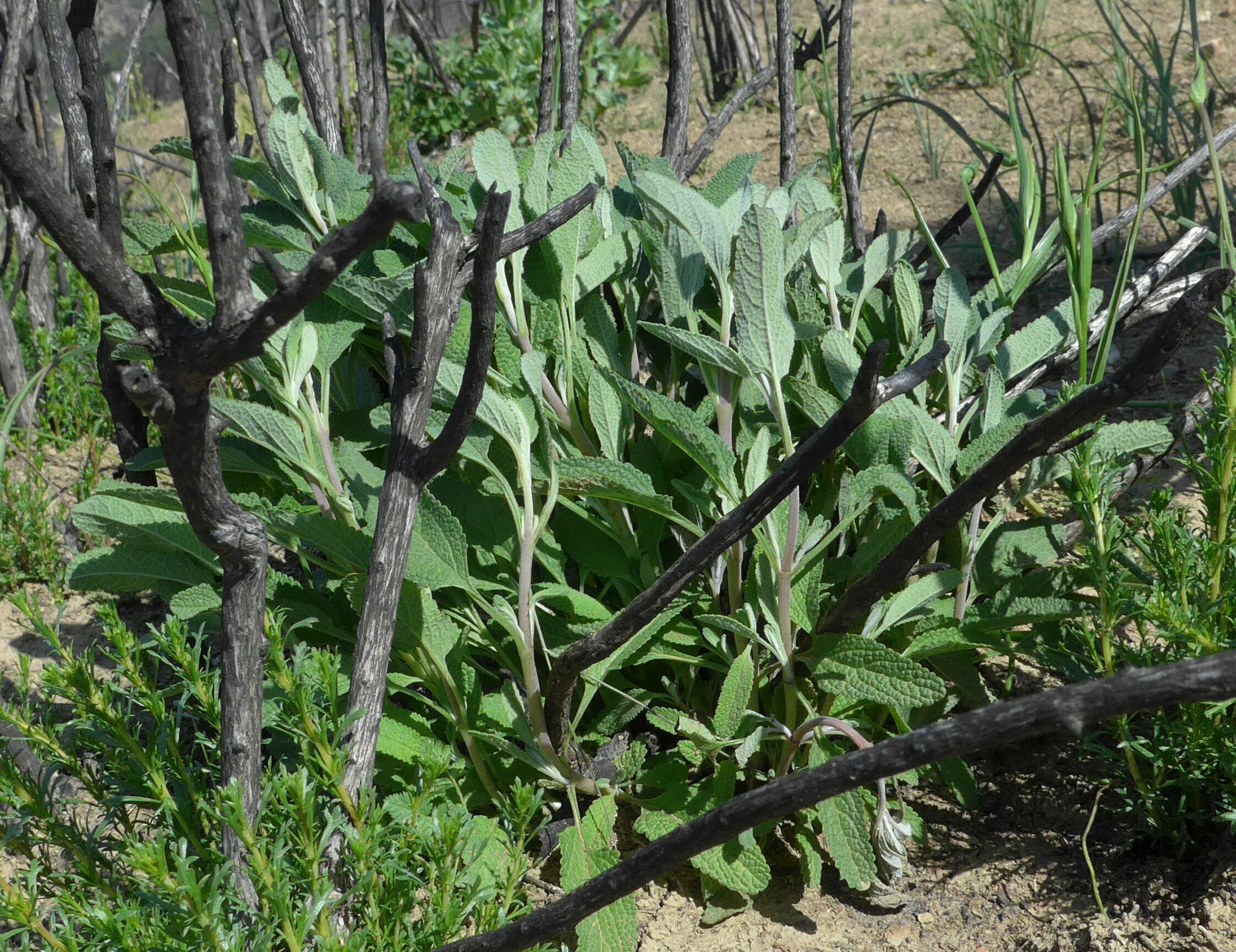 High Resolution Salvia leucophylla Shoot